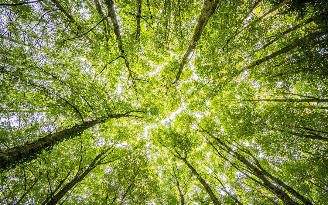 Greenwashing vs. communication écoresponsable