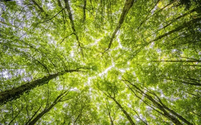 Greenwashing vs. communication écoresponsable