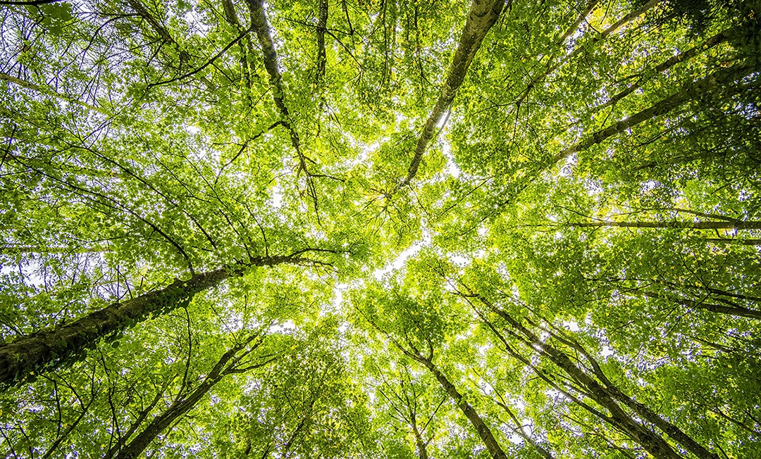 Greenwashing vs. communication écoresponsable
